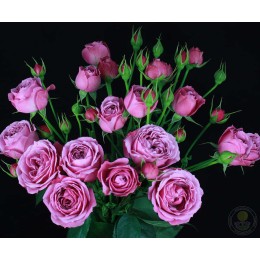 Роза Мисти Баблс