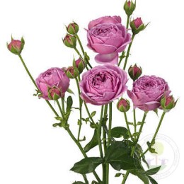 Роза Мисти Баблс