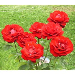 Роза Самурай