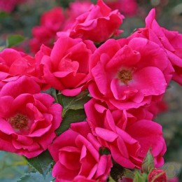 Роза Гартенфройнд