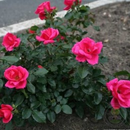 Роза Гартенфройнд