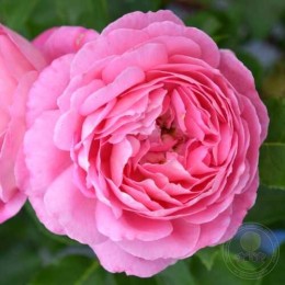 Роза Фоль Куртизан