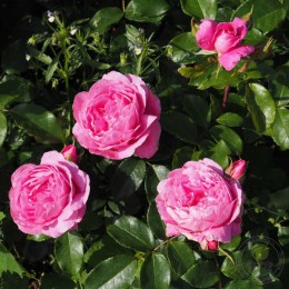 Роза Фоль Куртизан