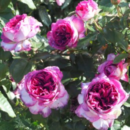 Роза Тьерри Маркс