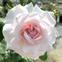 Роза Дэйм Дебора Джеймс Роуз