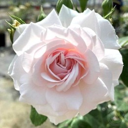 Роза Дэйм Дебора Джеймс Роуз