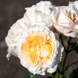 Роза Чардина