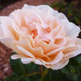 Роза Чардина