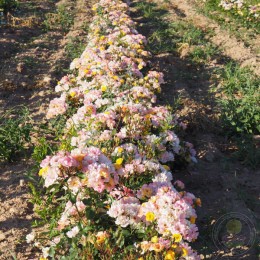 Роза Бордюр Камэю Жон