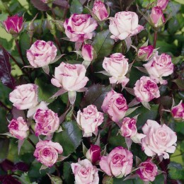 Роза Абигейл