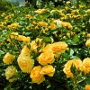 Роза Абсолютли Фабулос / Анисаде / Джулия Чайлд