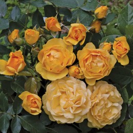 Роза Абсолютли Фабулос / Анисаде / Джулия Чайлд