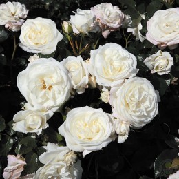 Роза Алабастер