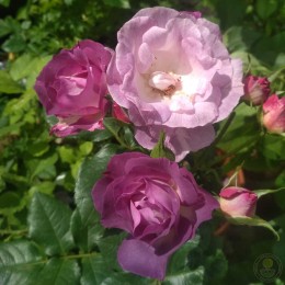 Роза Блю фо Ю / Пасифик Дрим