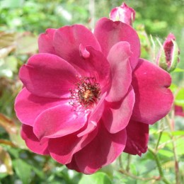 Роза Бургунди Айс