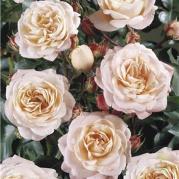 Роза Каркассон