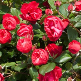 Роза Черри Боника