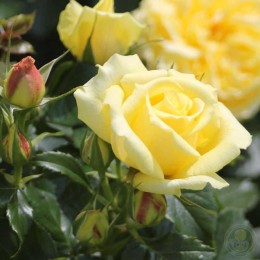 Роза Чайна Герл