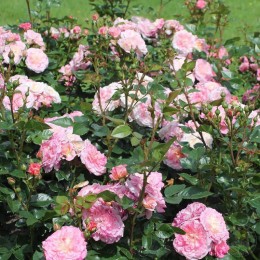 Роза Кантри Герл