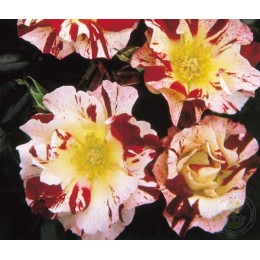 Роза Крейзи фор Ю / 4-е июля / Ханаби