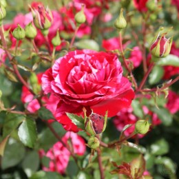 Роза Дип Импрешн