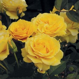 Роза Дорис Дэй