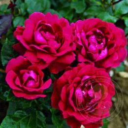 Роза Фаитфул / Трефойл