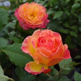 Роза Гартенспасс