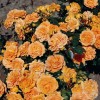 Роза Гольдэльзе