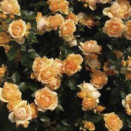 Роза Ханзештадт Росток