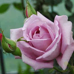 Роза Гарри Эдланд