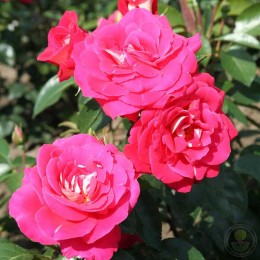 Роза Хайматмелоди