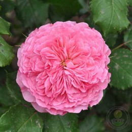 Роза Катарина Фрайла / Тео Клеверс