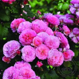 Роза Катарина Фрайла / Тео Клеверс