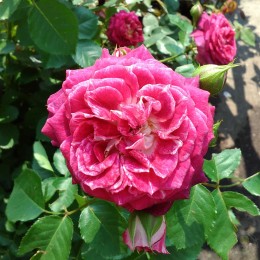 Роза Летс Селебрейт