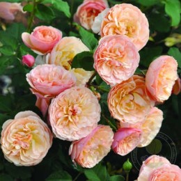 Роза Наталия Фрайла / Эвелин Уайлд