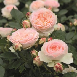 Роза Пастелла