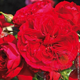 Роза Роткепхен / Маранелло