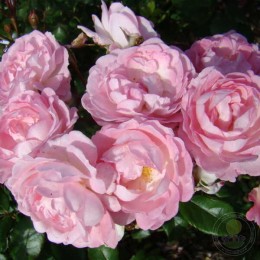 Роза Сурир де Сильви