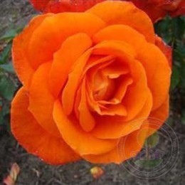 Роза Супер Трупер