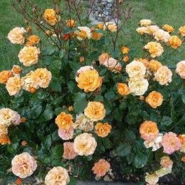 Роза Вестцайт