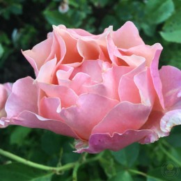 Роза Вумен'с Чойс