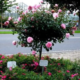 Роза Зе Фаун