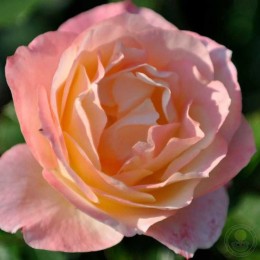 Роза Эприкот Куин / Эприкот Куин Элизабет