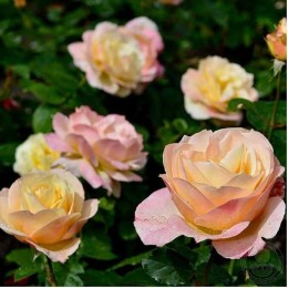 Роза Эприкот Куин / Эприкот Куин Элизабет