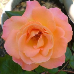 Роза Эприкот Куин / Эприкот Куин Элизабет