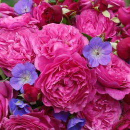 Роза Каффи Фассетт Роуз