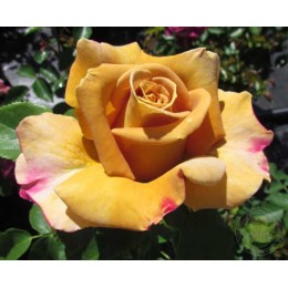 Роза Хани Дижон