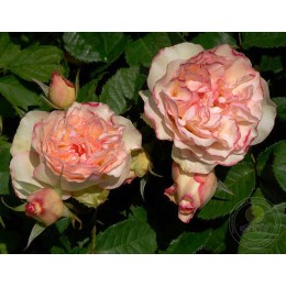 Роза Парфюм Киссес