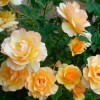 Роза Энн Харкнесс